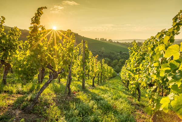 Sonnenaufgang im Weinberg