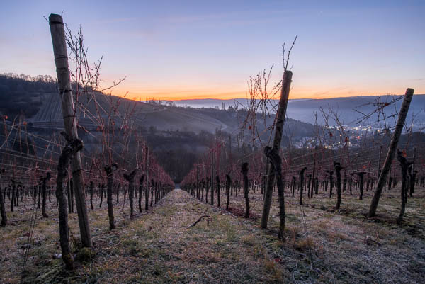 Weinberg in der Dämmerung der blauen Stunde