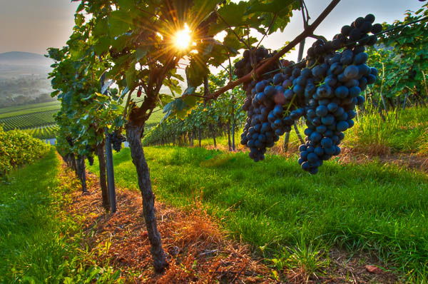 Weintrauben im Weinberg