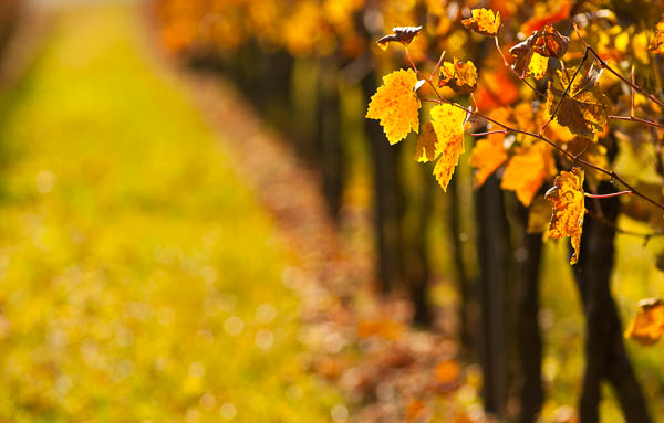 Weinlaub im Herbstaufgenommen