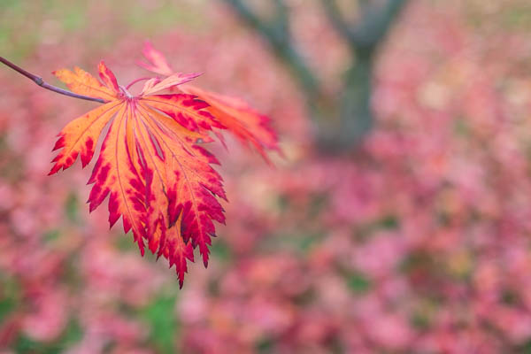 Herbstlaub Fächerahorn - Fuji XF 1,4/23 mm
