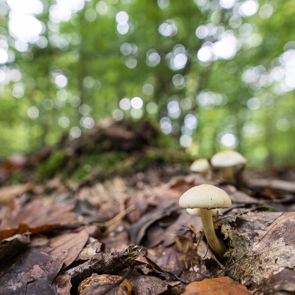 Pilze im Wald - Fuji XF 2,8/14 mm