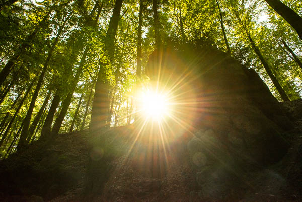 Sonnenstrahlen im Wald