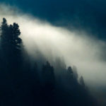 Nebel im Bergwald