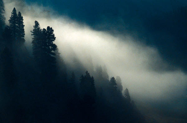 Nebel im Bergwald