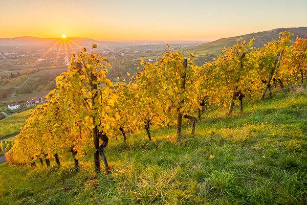 Weinberg im Herbstlaub im Sonnenuntergang