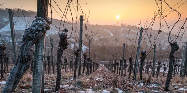 Alte Rebe im Sonnenuntergang im Winter mit Eis