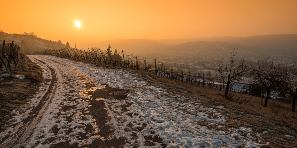 Weinberg im Winter mit Sonnenstern