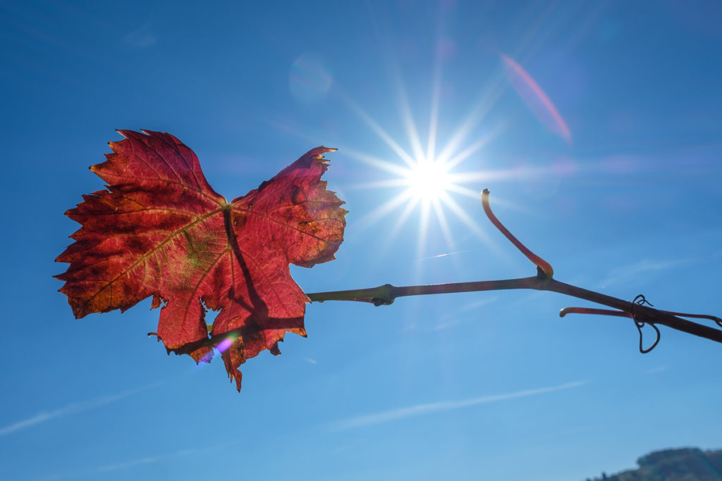 Weinblatt mit Sonnenstern