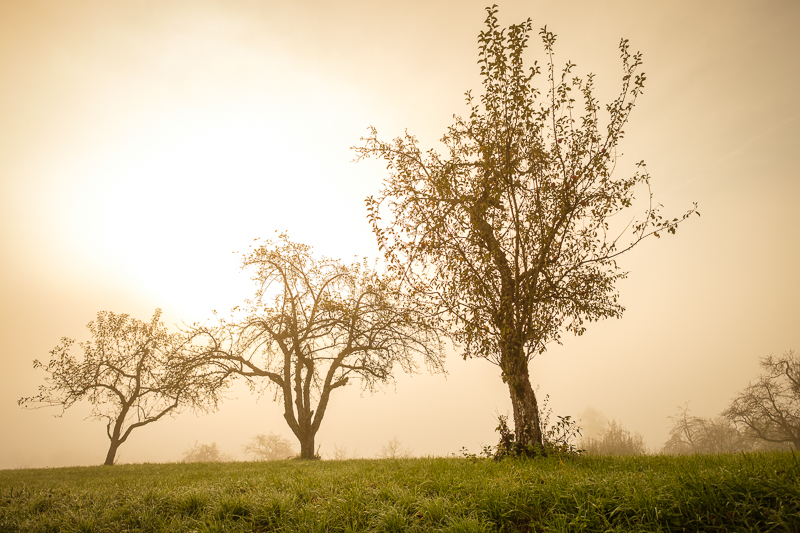 Obstbäume im Nebel