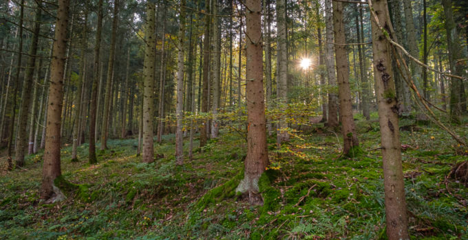 Landschaftsbilder - Nadelwald