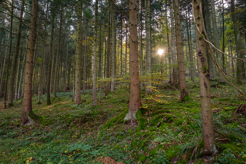 Landschaftsbilder - Nadelwald