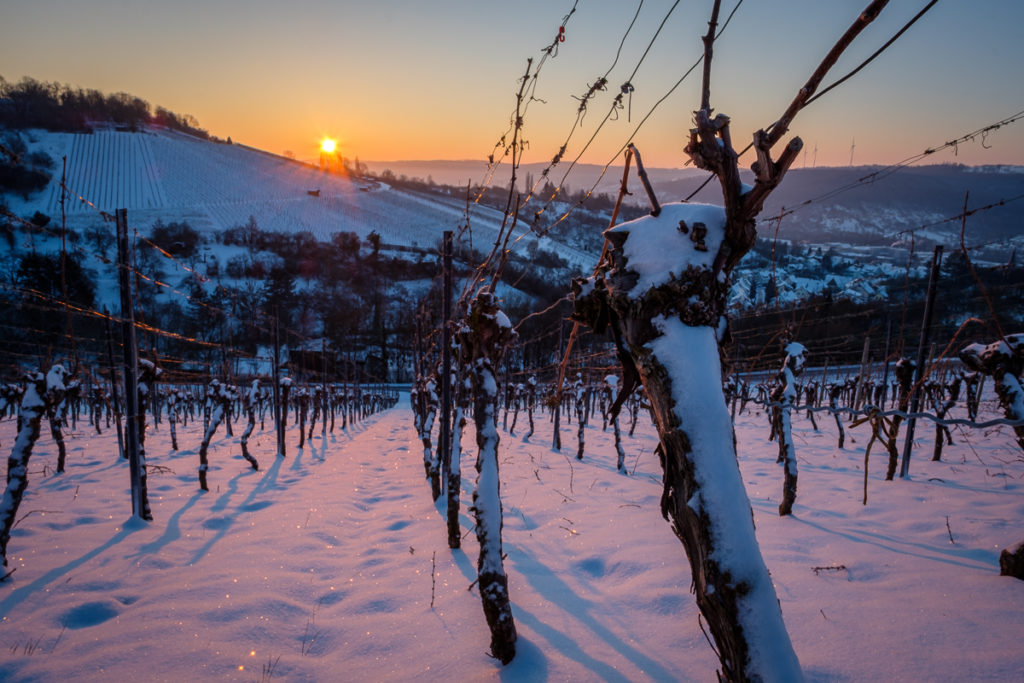 Rebstöcke im Winter mit Schnee