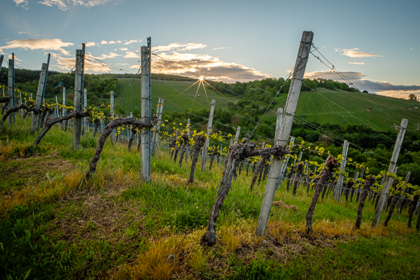 Weinberg im Frühling mit Sonnenstern