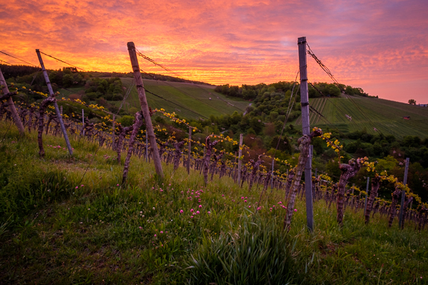 Weinberg im Frühling mit großartiger Wolkenstimmung