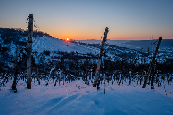 Weinberg im Januar - Winter