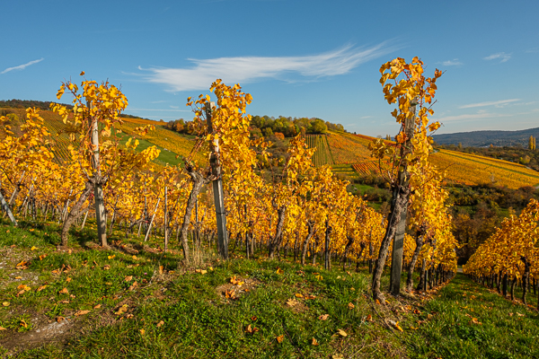 Weinberg im Herbst - Oktober