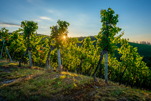 Weinberg im Sommer mit Sonnenstern