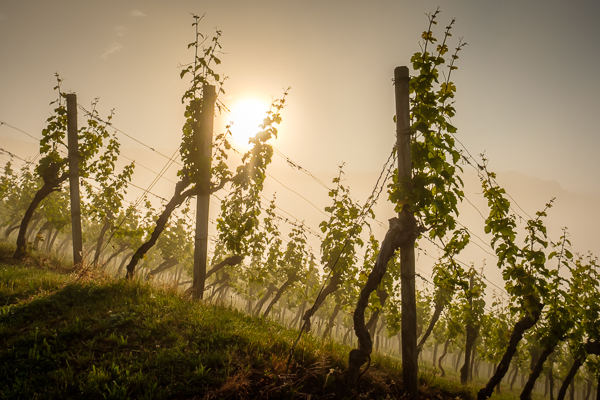 Weinberg im Sommer - Morgennebel