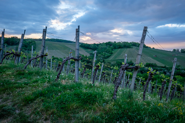 Weinberg im Frühling mit Wolken